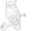OWL.jpg